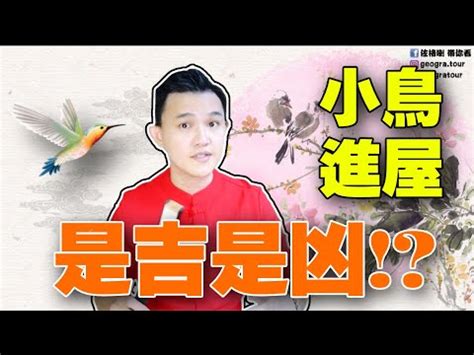 麻雀 風水|為何自來雀遠離？風水師教改運